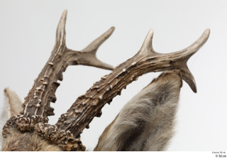 European roe deer antler head 0013.jpg